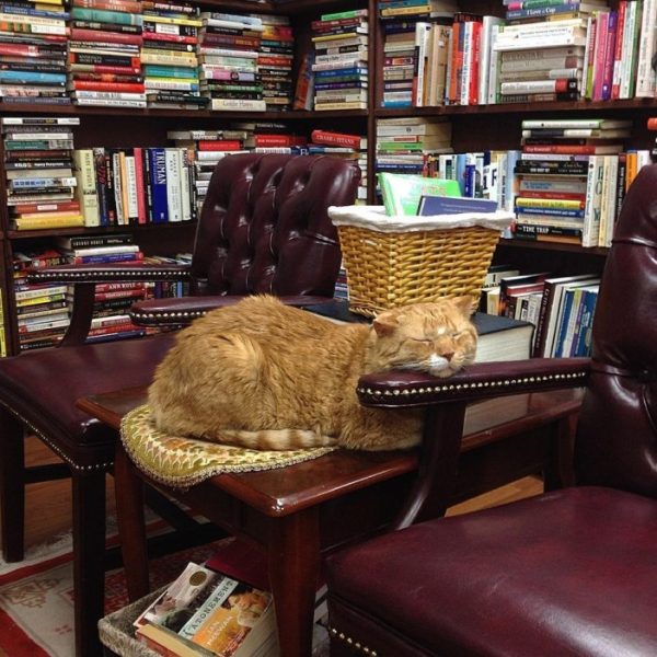 不知什麼時候開始，Catsby就被封為書店的CEO，連發票上都有牠的簽名XD