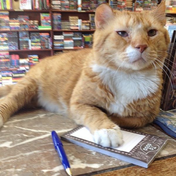 Catsby今年已經14歲了，但勤奮的牠仍舊每天在書店裡工作，讓每個來書店的人都有一天的好心情！