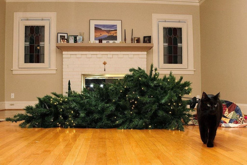 這是原圖，貓咪在弄倒聖誕樹後還一副「好了，我任務完成」的模樣，帥氣離場
