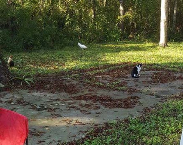 住在路易斯安那州東南部的一戶人家，某天在自己的庭院裡發現一隻黑白貓