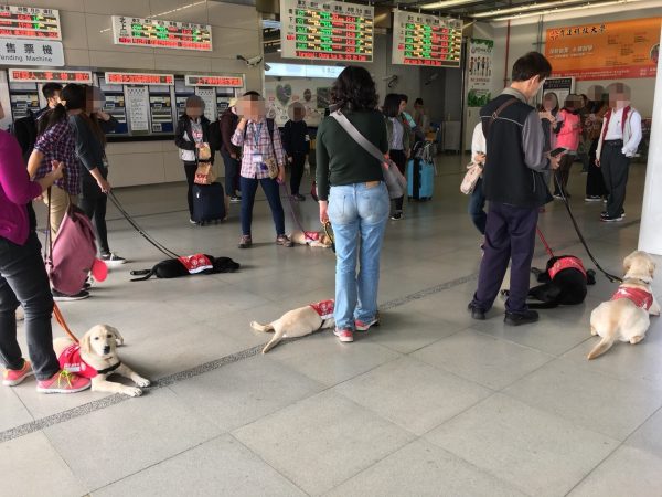 網友馬先生在台鐵車站巧遇受訓中的導盲犬們，每一隻都穩定乖巧地跟在訓練師的身邊