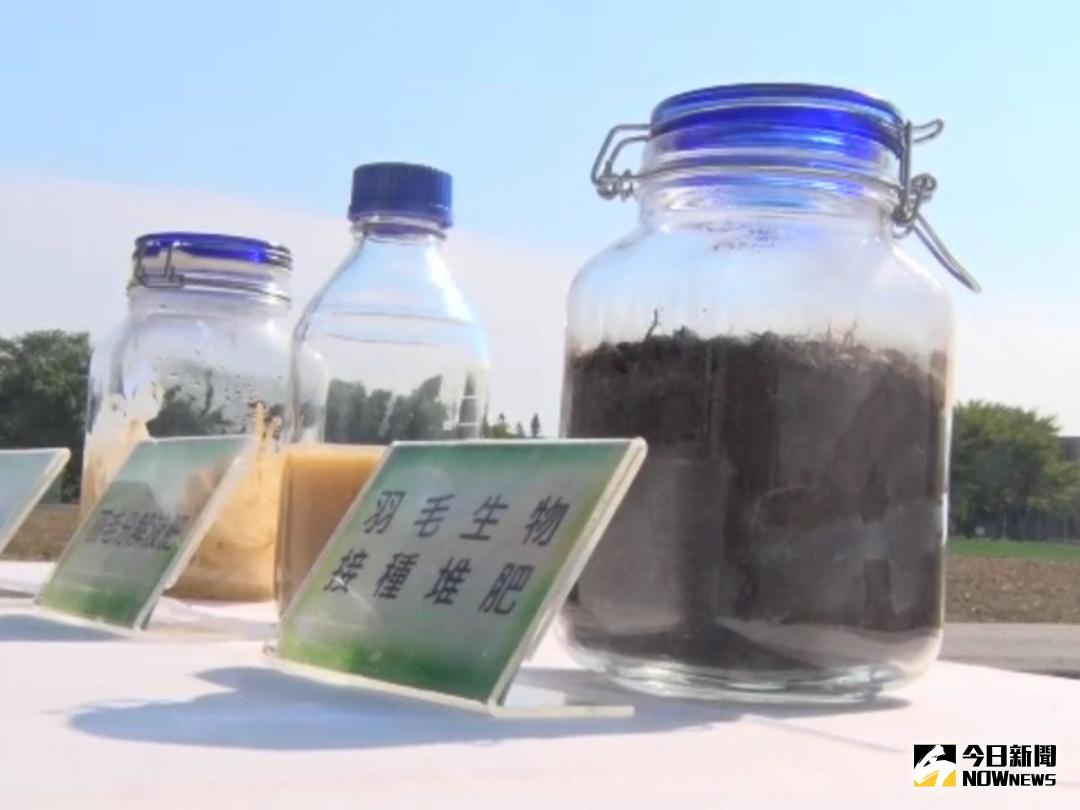 ▲台中區農業改良場發表，羽毛分解菌可生產液態肥料或羽毛有機質堆肥，結果發現蔬菜長得比使用一般肥料的更大又漂亮。（圖／記者陳雅芳攝，2017.12.28）