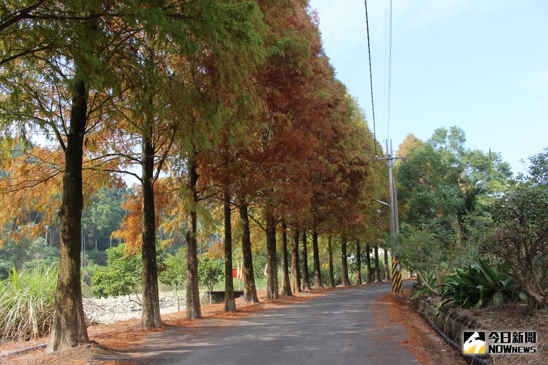 ▲目前正值古坑鄉永光村光山部落的落羽松變化季節美不勝收，吸引不少遊客前往觀賞。（圖／記者堅勇鵬攝 , 2017.12.27）
