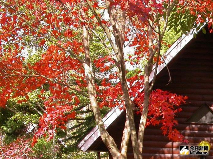 ▲東勢林場內的楓葉轉紅，呈現楓紅層層景觀。（圖／記者黃玿琮攝，2017.12.27）