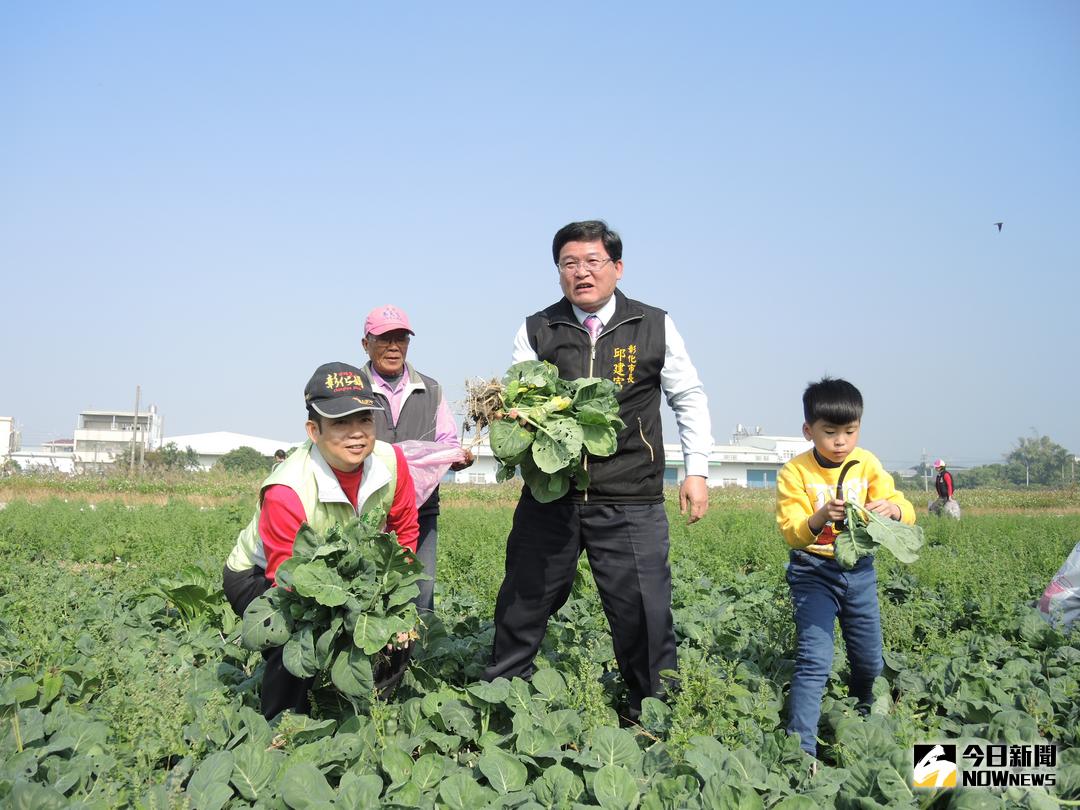 ▲花壇鄉農民李秋冬開放菜園給村民免費挽油菜、芥蘭菜，彰化市長邱建富也和鄉親下田體驗農田採收的樂趣。（圖／記者陳雅芳攝，2017.12.24）