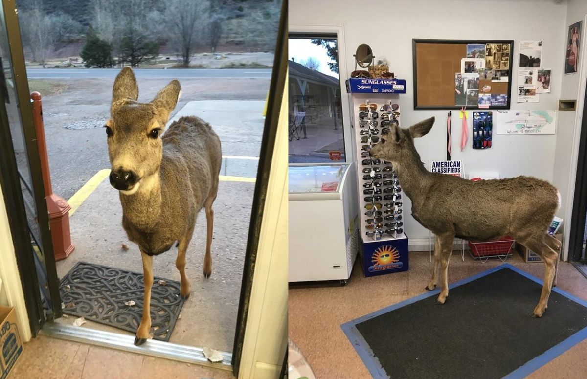 ▲一隻母鹿日前大搖大擺地走進美國科羅拉多州的一間商店裡，貌似認真地看著太陽眼鏡，就像在挑選禮物一樣。（圖／翻攝自《The Dodo》 , 2017.12.23）