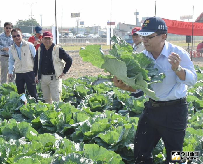 西螺農會行銷國產四章一Q　採高麗菜體驗活動
