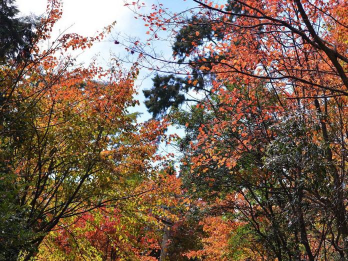 大雪山楓紅逾八成　浪漫賞楓迎耶誕節
