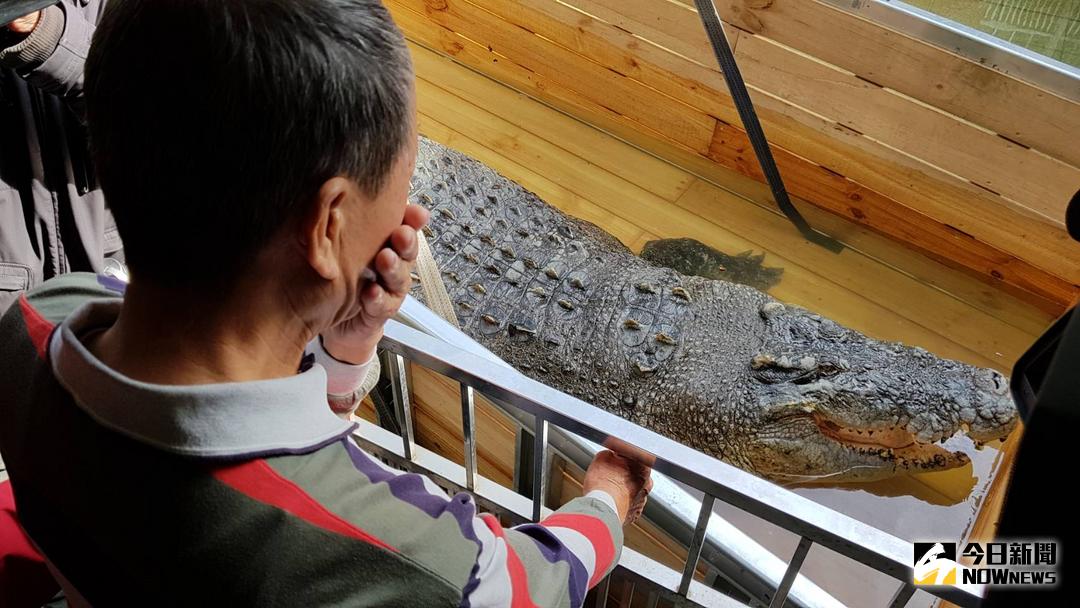 ▲難掩離情依依的邱錫河表示，巨鱷「小河」屬東南亞河口鱷（鹹水鱷），開始飼養牠時只是一隻重20公克、長30公分的小鱷，現在已經長到5.8公尺，重1.25公噸，36歲的「小河」在河口鱷還算是「年輕一族」。（圖／記者宋德威攝 , 2017.12.19）