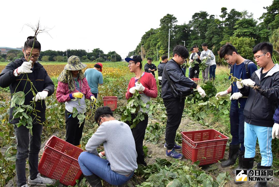 ▲明道大學農業公費專班學生自告奮勇協助豆農採收，搶救黑豆。（圖／記者陳雅芳攝，2017.12.18）