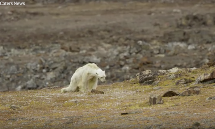 ▲攝影師尼克連拍下北極熊垂死的畫面。（圖／翻攝自衛報）