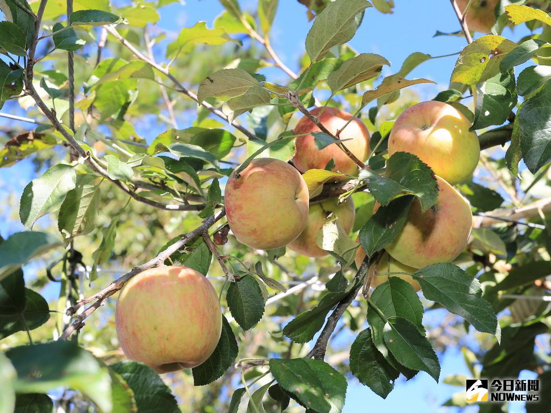 ▲梨山地區蜜蘋果口感甜又脆、風味佳，品質、口感優於進口蘋果。（圖／記者黃玿琮攝，2017.12.8）