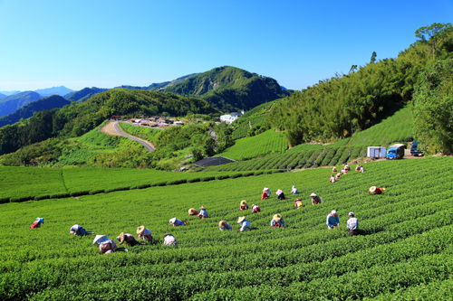 阿里山冬茶上市　歡迎上山找茶品味「春水冬香」
