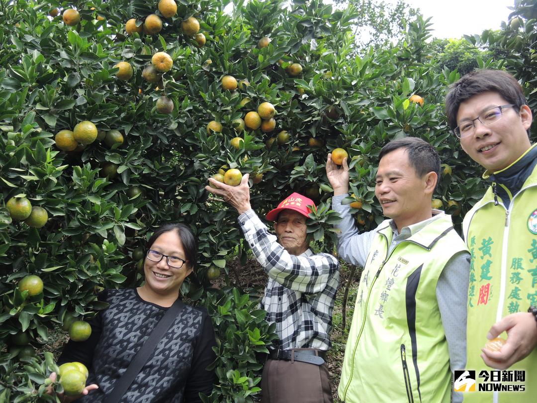 ▲53歲椪柑老當益壯結實累累。（圖／記者陳雅芳攝，2017.12.06）
