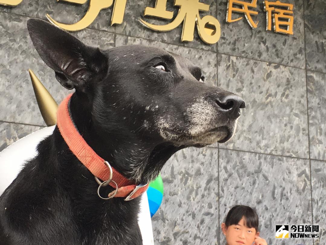 ▲「黑皮」很溫馴，見到客人也會主動「迎賓」，每當聽見社區里長廣播聲會不由自主的「敖嗚～」跟著回應，廣播聲音多久，牠就回應多久。（圖／記者宋德威攝 , 2017.12.01）