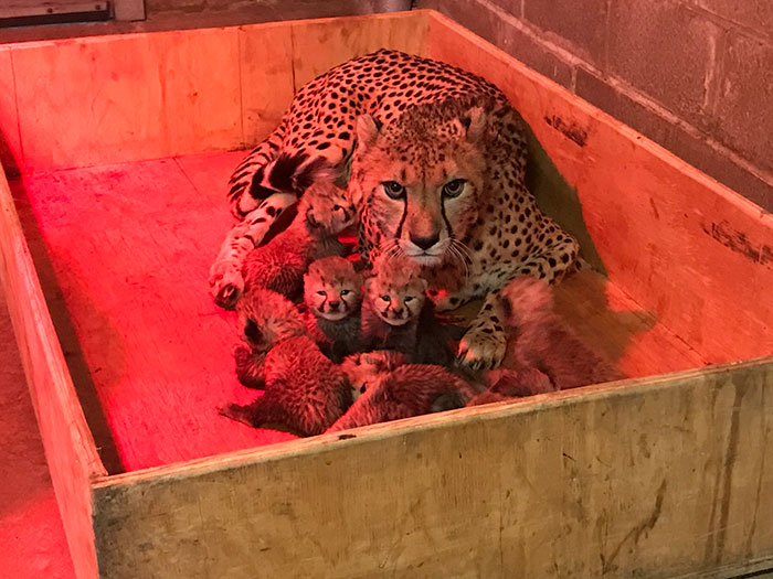Bingwa總共生下三隻兒子和五隻女兒，根據美國的動物園及水族館協會的紀錄，Bingwa是第一隻自力生下8隻寶寶的多產媽媽！（一般獵豹一胎約3～4隻）