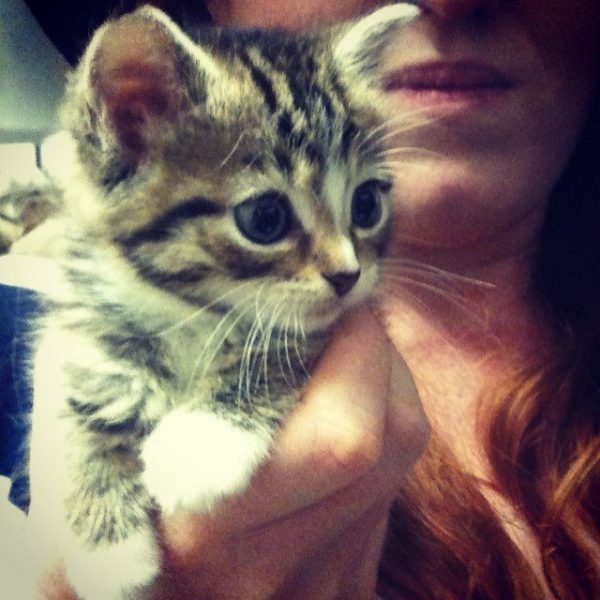 小虎斑貓貝蒂在七年前幸運被收編