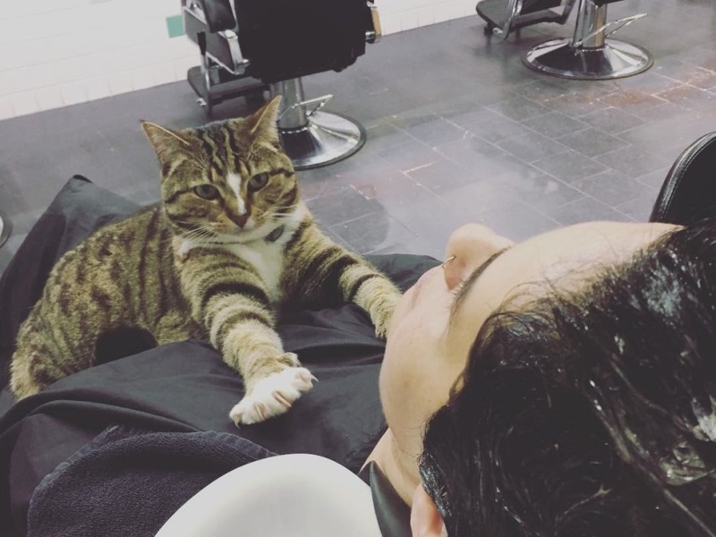 澳洲美髮沙龍有貓咪接客　剪髮還有抱貓服務唷～（圖／寵毛網）