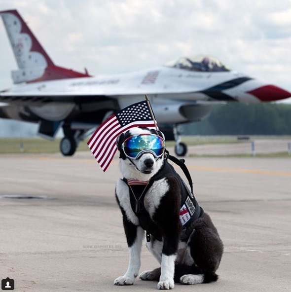 派普是一隻機場工作犬，牠的主要工作就是驅逐鳥類和小動物，以維護飛機的起降安全