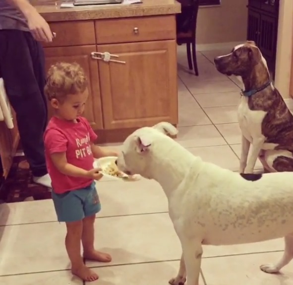 在爸爸媽媽的教導之下，Mackenzie學會如何餵狗狗吃飯