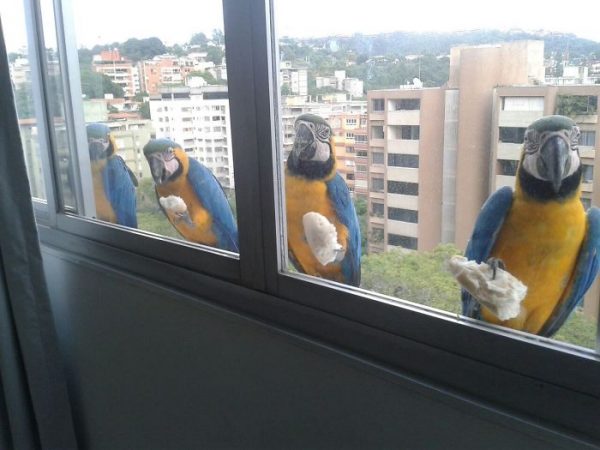 「我有四隻鳥朋友，牠們每天早上都會來我窗外吃早餐～」