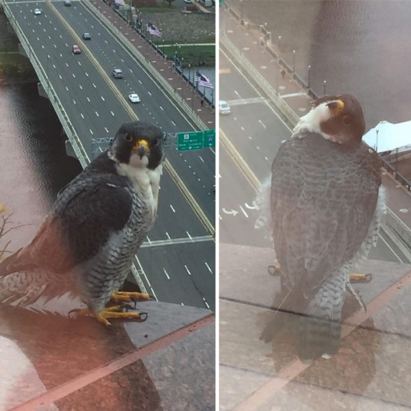 「我辦公室在22樓，有時候會有一些鳥朋友在窗外擺POSE給我看」
