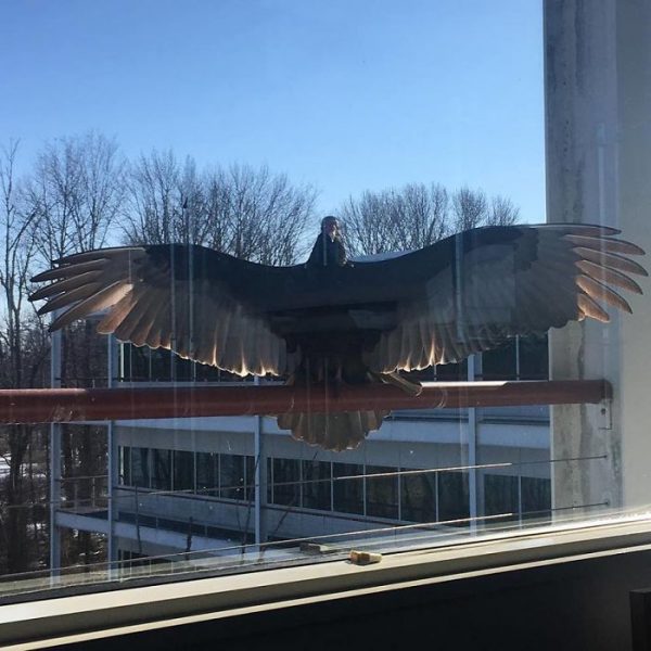 「我妹的辦公室窗外有一隻大鳥，牠平常都只是瞪著他們看，結果這天竟然張開翅膀威嚇，還是其實牠只是想要一個擁抱？」