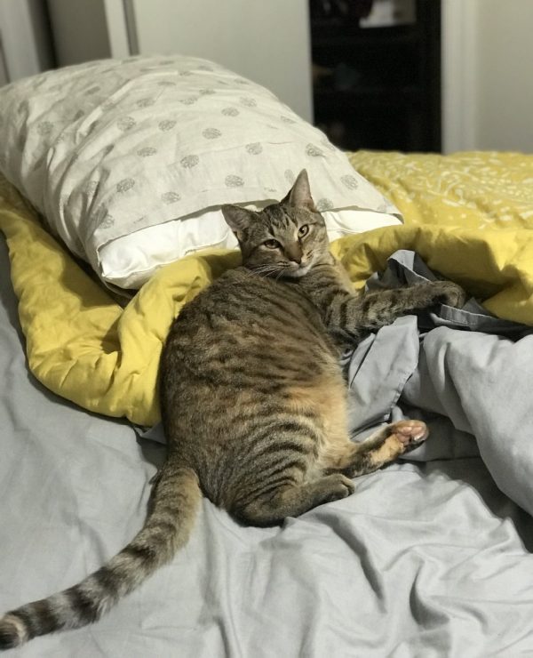 艾力克斯說，莉比到新家的第一個晚上，就主動跳上他們的床，窩在他手臂上一起睡覺。「牠實在是一隻超棒的貓咪，我們已經在期待未來有牠的新生活了！」
