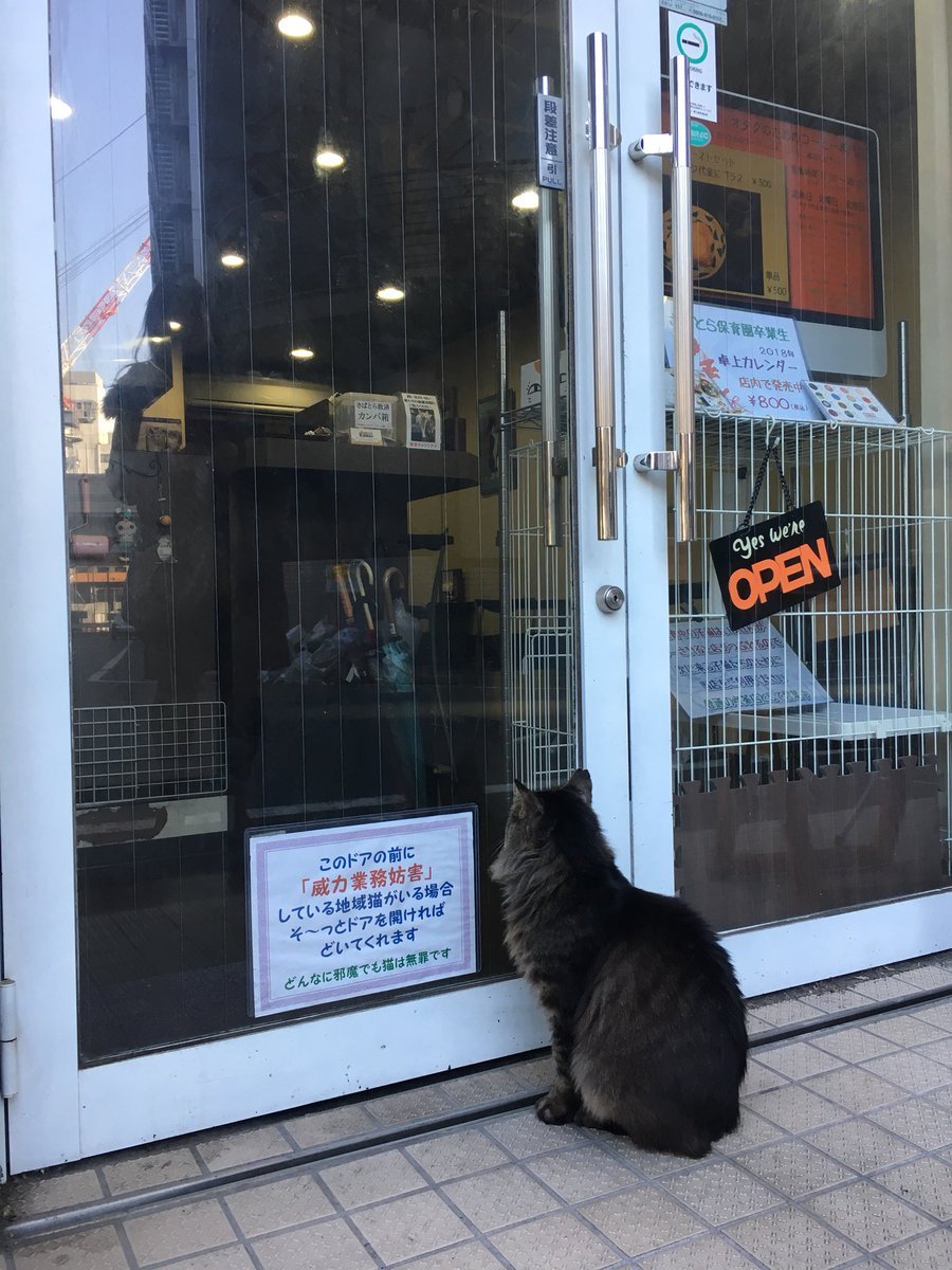 這間位於東池袋的咖啡廳，平常就有在餵養當地街貓，所以貓咪肚子餓了就會跑來坐在門口等飯吃