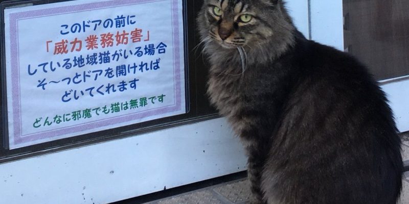 貓咪坐門口妨礙營業　店家不但不生氣還貼可愛告示提醒

