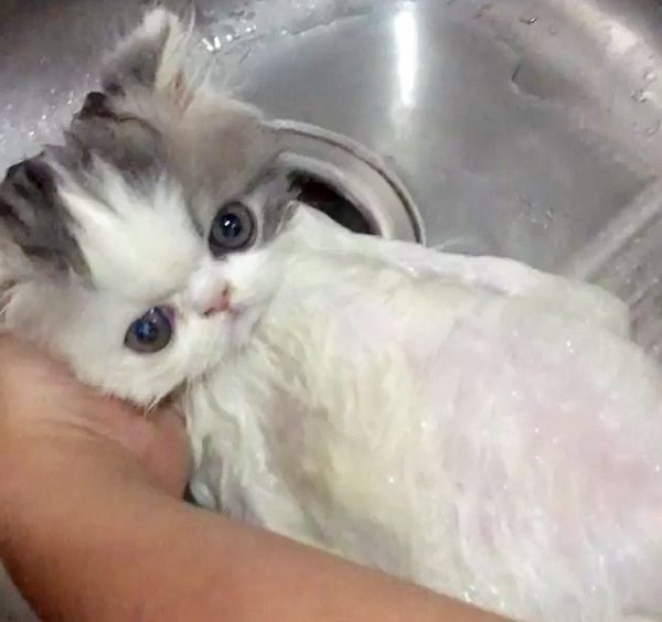 minipica睜著雙眼乖乖等洗澡的模樣實在是太可愛啦！天呀～小編也好想養會任人擺佈的貓咪呀！
