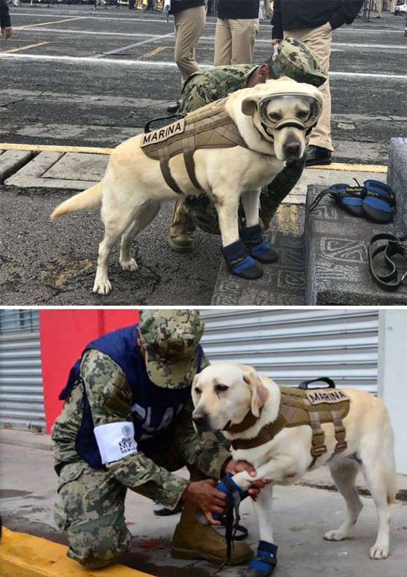 在2017的墨西哥震災中，搜救犬Frida一共救出52人，而牠英勇的事蹟連墨西哥總統也公開表揚，感謝牠辛苦的救援
