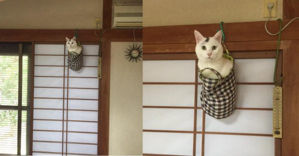 當回到家時，竟看到貓咪是這樣迎接主人。（左圖）「救命唷！快點把我救下來呀！」（右圖）