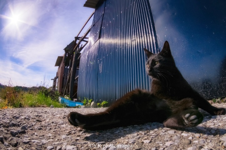 路邊的這隻黑貓在不經意中化身美男貓。（圖／＠Y_K_photography）
