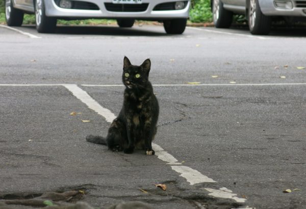 街貓不但要面對意外、疾病的威脅，還要小心天敵的追捕，因此牠們的平均壽命只有三年。（圖／寵毛網攝）
