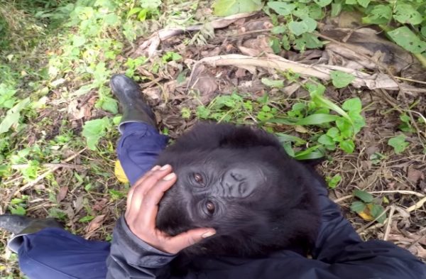 Grace收容這裡失去雙親的小寶寶，照顧牠們，直到牠們可以回到野外和其他大猩猩一同生活為止。