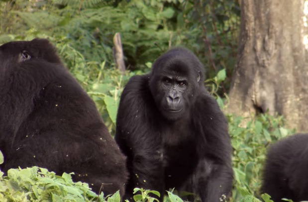 事實上，生活在剛果共和國的東部低地大猩猩，因為戰亂以及槍枝泛濫的關係，已經被列為瀕危物種，數量銳減3/4，並可能在五年內完全滅絕。