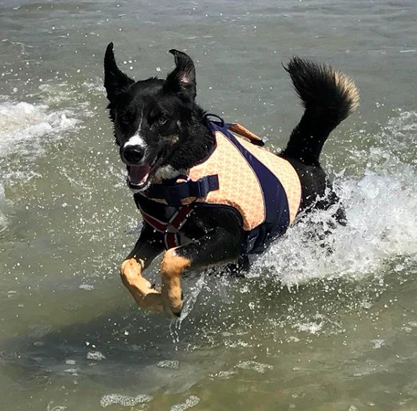 在一番努之後，現在的莉莉充滿自信、喜歡爬山玩水，是一隻精力充沛的狗狗，和二年前瘦弱且驚恐的牠完全是二回事！