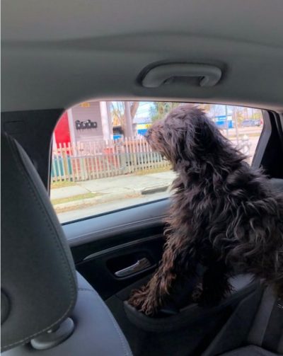 巴迪似乎很享受開車兜風。
