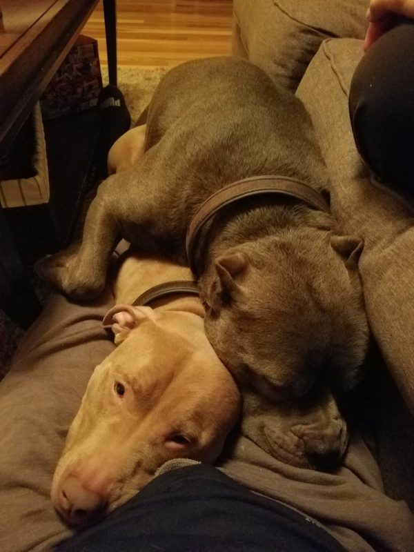 羅迪和里格比是一對感情超好的狗狗兄弟。