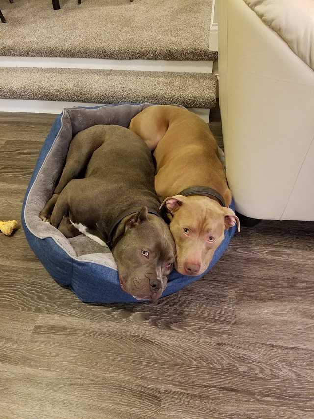 而牠們最喜歡做的事，就是窩在一起睡覺！