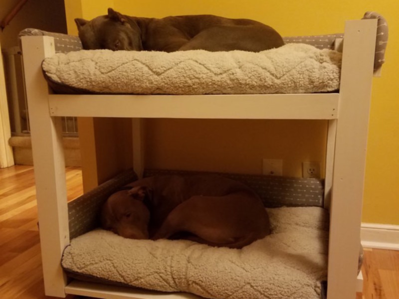 狗勾兄弟感情超好　暖爸打造雙層床讓牠們睡覺也不分開！（圖／寵毛網）