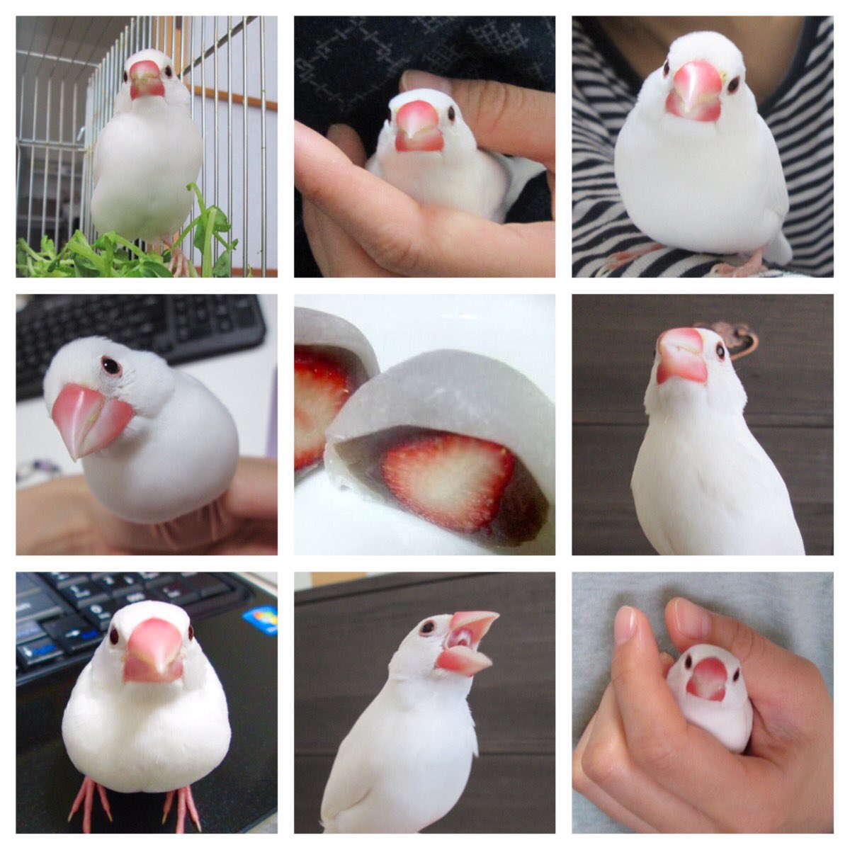 超活潑又親人的白文鳥，細看他可愛的小嘴巴不就是粒草莓嗎！