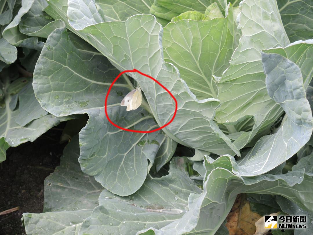 ▲蝴蝶在高麗菜上不是採蜜、授粉，而是在產卵。（圖／記者陳雅芳攝，2018.01.31）