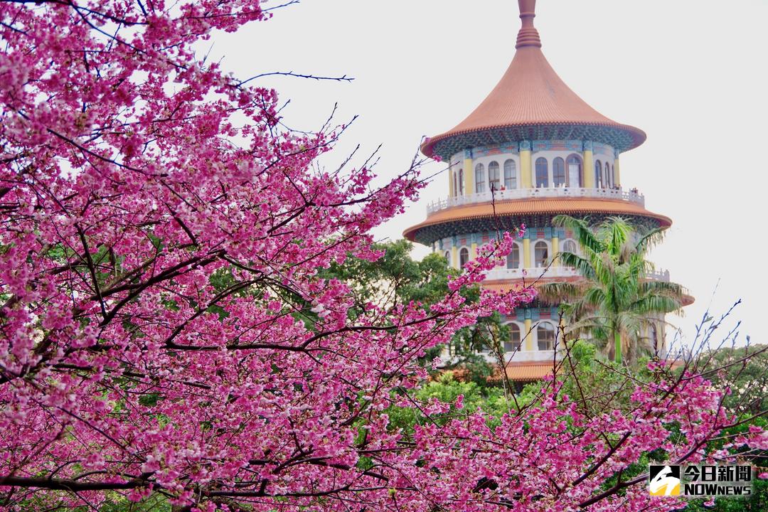 ▲淡水天元宮櫻花開了，國旅3大走春賞櫻路線推薦，武陵保證入園還有機會。加碼整理7-11「2024高雄櫻花季」音樂節，卡司有SUPER JUNIOR東海、BoA寶兒、SHINee。（圖／NOWnews資料畫面）