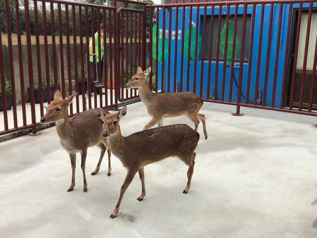 ▲「鹿草鄉有草無鹿」的事實，讓懷抱理想的楊秀玉鄉長翻轉了。（圖／嘉義縣政府提供 , 2018.01.27）