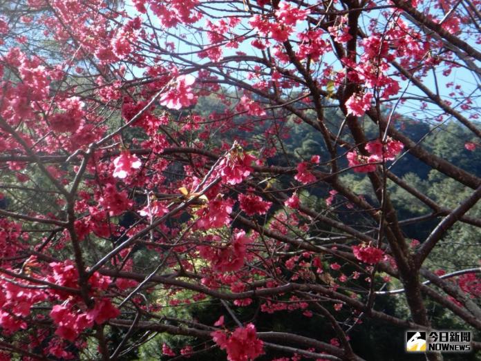 ▲八仙山區內種植的山櫻花是台灣原生種，又名緋寒櫻。（記者黃玿琮攝2018.1.27）
