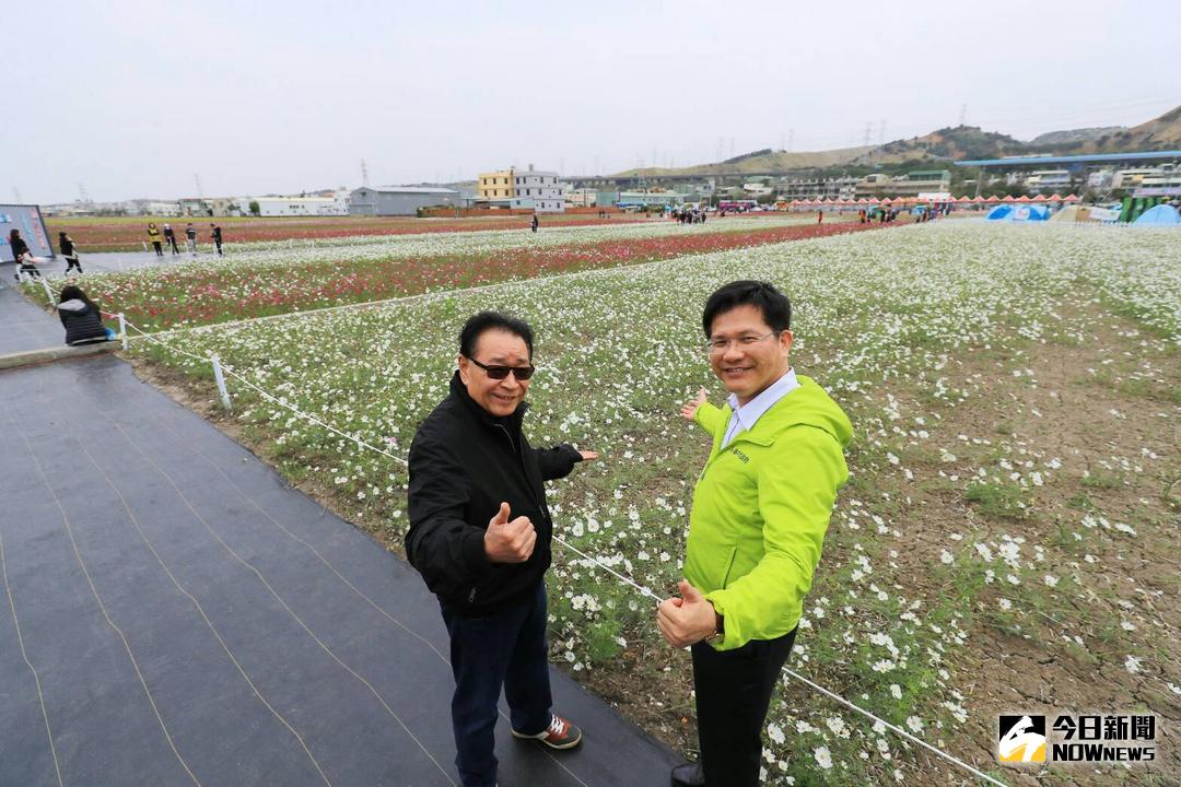 ▲龍井花田繽紛綻放，市長林佳龍及議長林士昌賞花。（圖／柳榮俊攝 , 2018.1.27）
