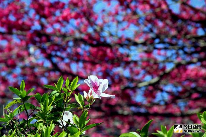 屏北山上賞花春遊「原」味十足　霧台櫻王春節盛開
