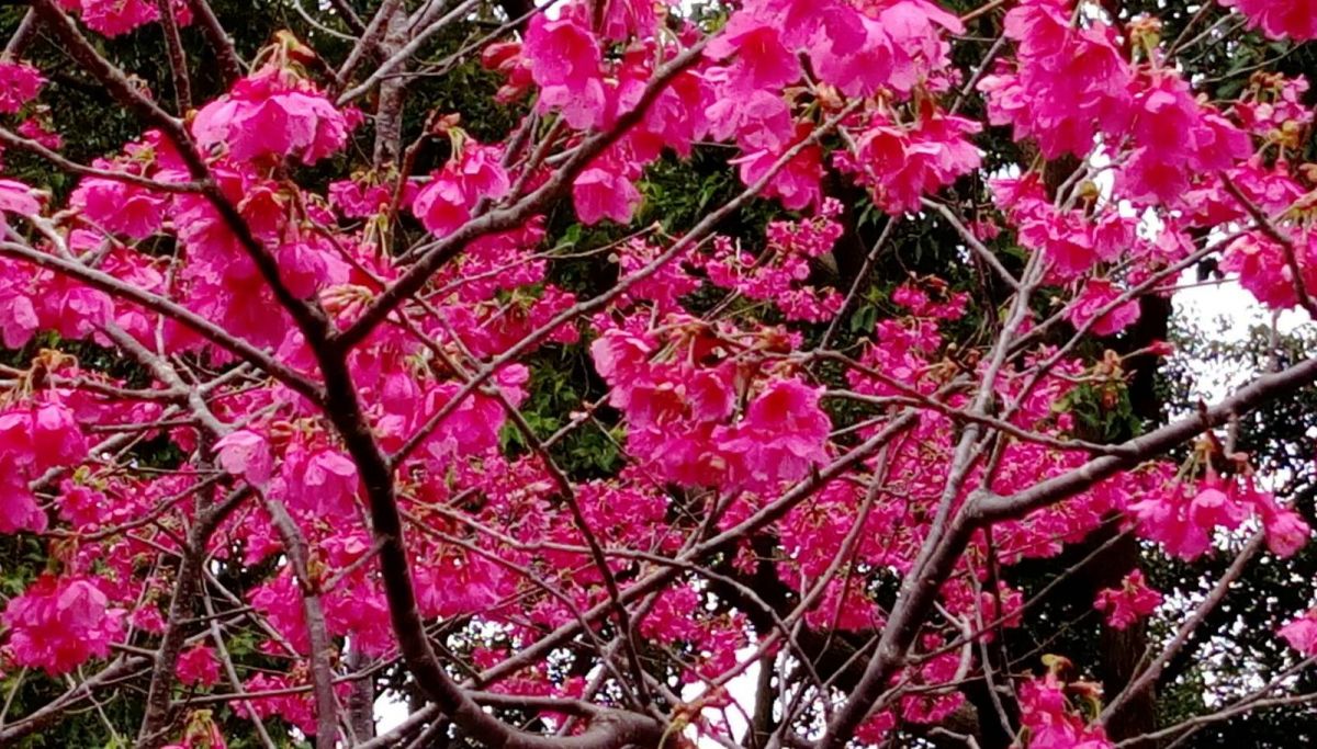 ▲桃園復興鄉北橫公路山櫻花盛開，值得推薦給愛好賞花遊客。（圖／桃園觀旅局提供）